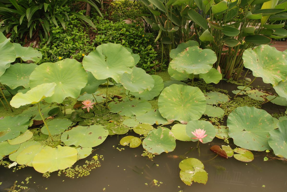 生態池