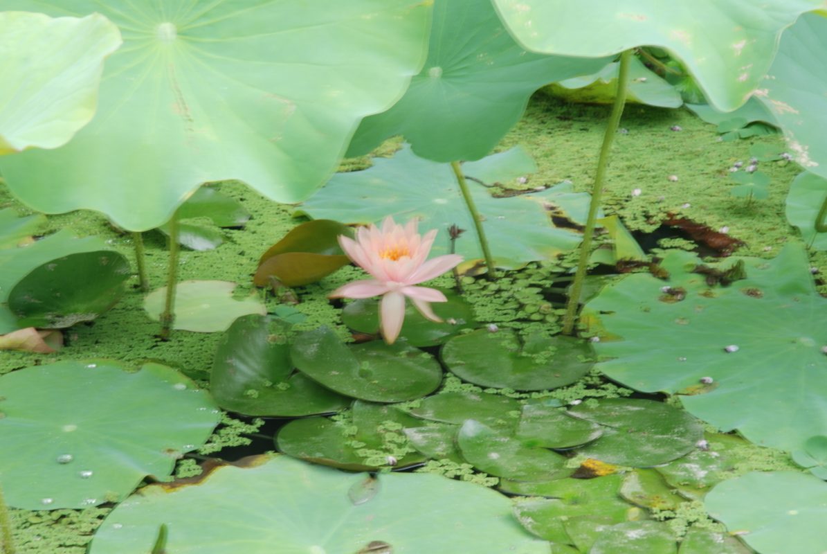 生態池