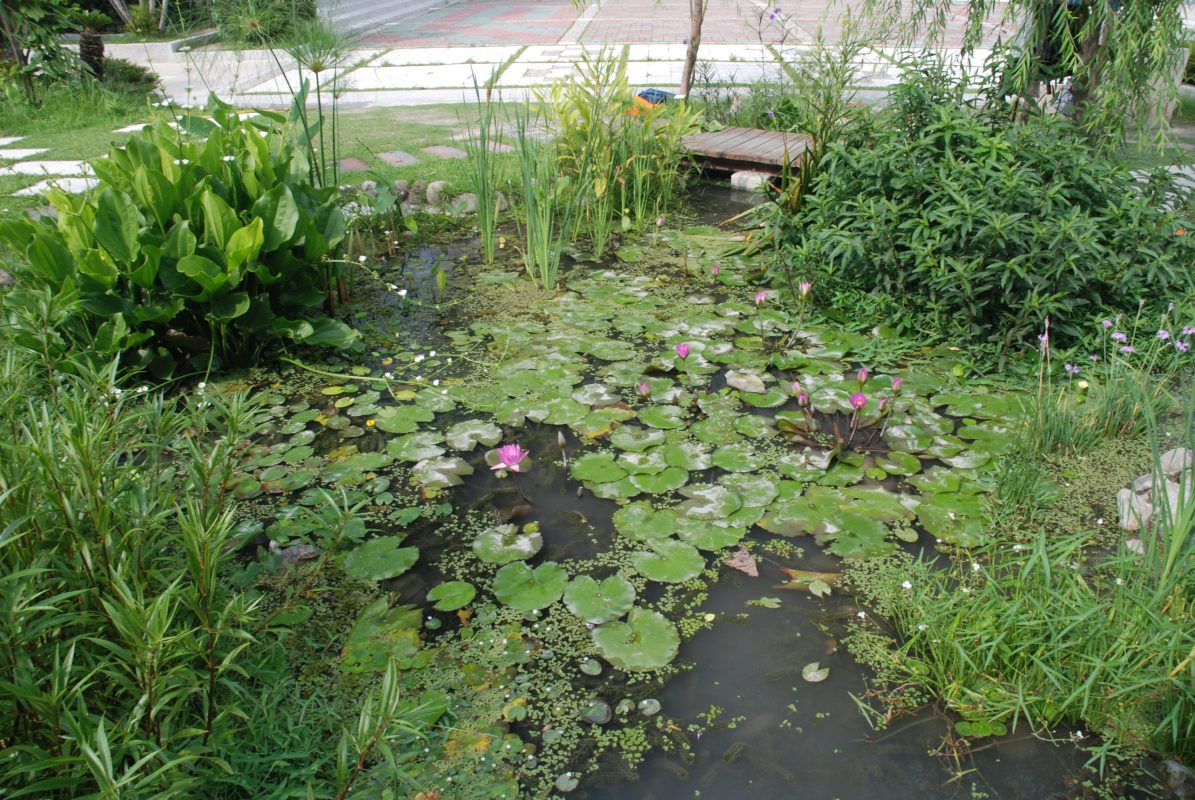 生態池